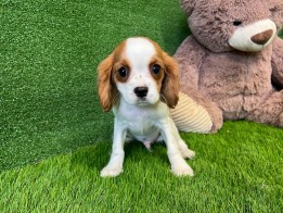 Cavalier King Charles Spaniel male Puppy for sale 000082160